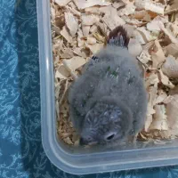 گرینچیک سرلاکی|پرنده|تبریز, |دیوار