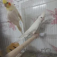 عروس هلندی کوتوله جفت رو تخم جوجه معاوضه باگرینچیک|پرنده|مشهد, مهدی آباد (بلوار توس)|دیوار