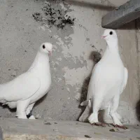 تعدادی کبوتر لوطی و قرمز