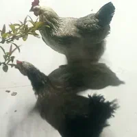 فروش فوری مرغ تخمگذار و خروس (تحویل تهران کرج)