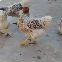 مرغ و خروس ویاندوت