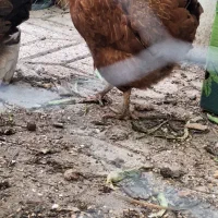 مرغ تخم گذار به همراه ملزومات