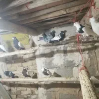 کبوتر پلاکی وطوقی وسینه ای15عدد|پرنده|فامنین, |دیوار