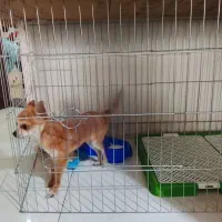 سگ شیواواقیمت33تخفیف کوچیکم دارع|سگ|ری, صفاییه (چشمه علی)|دیوار