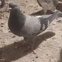 سه عدد تهرانی بلند پرواز