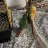 یک جفت پرنده گرینچیک|پرنده|ری, شهرری|دیوار