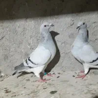 شامی دلبر
