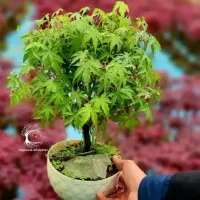 بونسای افرا و پیرکانتا