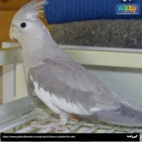 فروش طوطی عروس خانگی|پرنده|نوشهر, |دیوار