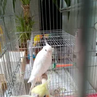 یک جفت عروس هلندی مولد به شرط ماده آلبینو  نر لوتی