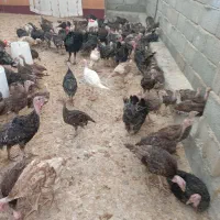 جوجه بوقلمون ب|حیوانات مزرعه|کنگاور, |دیوار