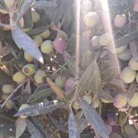 روغن زیتون درختان آربیکن|خوردنی و آشامیدنی|گیلوان, |دیوار