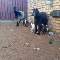 سه راس دقلو