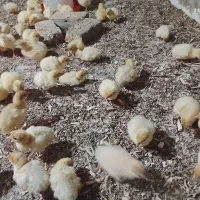 جوجه بوقلمون بیوتی ۶ اصل|حیوانات مزرعه|گنبد کاووس, |دیوار