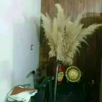 گل طبیعی بنجامین پتوس بامبو آگلونما پامپاس  ارکیده