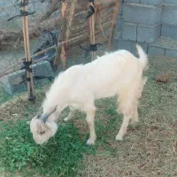 گوسفند نر