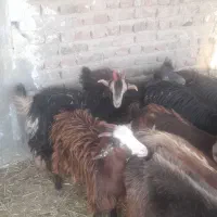 بزغاله چاق|حیوانات مزرعه|زاهدان, |دیوار