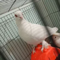 قرمز گوز ارکح ات گوز