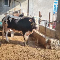 گوساله نر|حیوانات مزرعه|جم, |دیوار