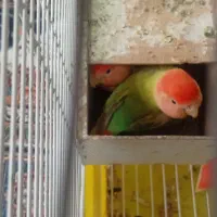 کوتوله برزیلی به همراه ۳ تخم