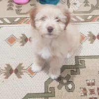 سگ پاکوتا|سگ|اردبیل, |دیوار