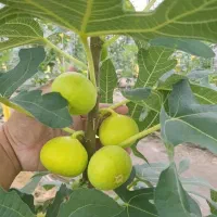 تولید نهال انجیر استهبان