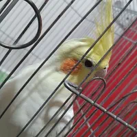 عروس هلندی سخنگو