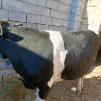 گوساله|حیوانات مزرعه|گتوند, |دیوار