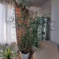 افوربیا تیروکالی سن دار مناسب لابی و سالن