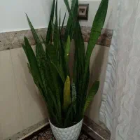 گل وگلدان|گل و گیاه طبیعی|بانه, |دیوار