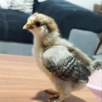 جوجه محلی چهل تاج کاکلی پاپر و گردن لخت