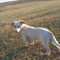 سگ سوسیسی و شیتزو|سگ|خنجین, |دیوار