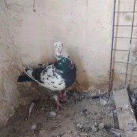 نر سوسکی سیاه|پرنده|بیرجند, |دیوار