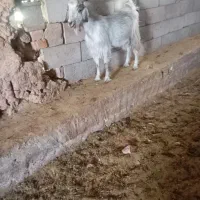 گوسفند کره نر