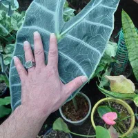 آلوکازیاکلکسیونی،صخره ای،بنسای،آپارتمانی،فضای باز