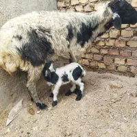 میش بره دار