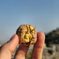 مغز گردوی پرچرب هورامان