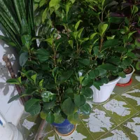 گل خانگی|گل و گیاه طبیعی|نورآباد, |دیوار