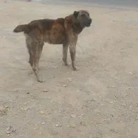 سگ گله ای نگهبان|سگ|آسارا, |دیوار