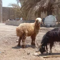 بره و کهر
