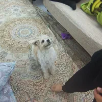 واگذاری سگ رایگان شیتزو