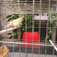 قناری گلاستر ماده|پرنده|کرج, فاز ۳ مهرشهر|دیوار