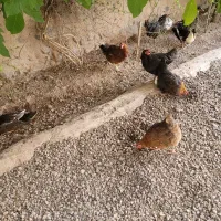 فروش مرغ محلی