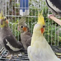 طوطی عروس هلندی|پرنده|ساری, |دیوار