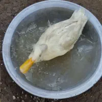 اردک نر و ماده