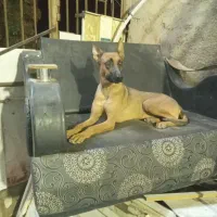 فروش سگ مالینویز|سگ|شهر بابک, |دیوار