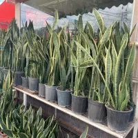 فروشنده خانم