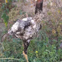 قیمت ۵۰۰۰۰۰۰۰