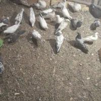کبوتر