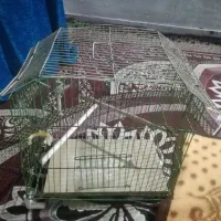 کفش سایز ۴۰وقفس تمیز 250 ت